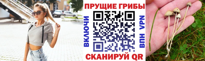 KRAKEN ONION Вытегра Галлюциногенные грибы Psilocybine cubensis